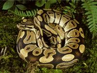 shutterstock_794051476 Pitons.jpg