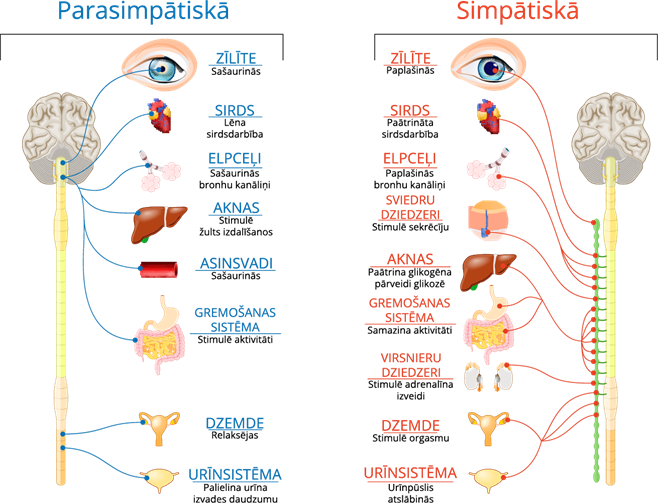 YCUZD2211294772parasimpatiskāunsimpatiskānervusistēma.png