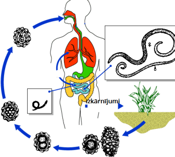 AscariasisLifeCycle.png