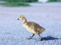 Shutterstock_2290620537_gosling_zoslēns.jpg