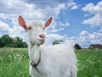 Shutterstock_1041272566_goat_kaza.jpg