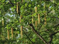 shutterstock_2306630863_birch catkins_bērza skaras.jpg