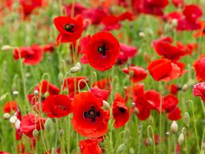 shutterstock_2460958685_poppies_magones.jpg