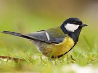 shutterstock_2487631791_great tit_lielā zīlīte.jpg