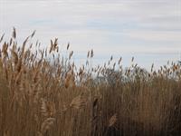 shutterstock_2265606321_reed_niedres.jpg