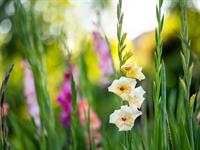 shutterstock_2318959587_gladiolus_gladiolas.jpg
