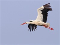 shutterstock_1668750874_stork flying_stārķis lido.jpg