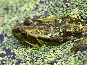 Shutterstock_391847584_water blooms_4ūdensziedi.jpg