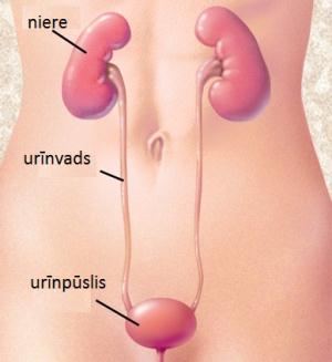 ureter1-2colb.jpg