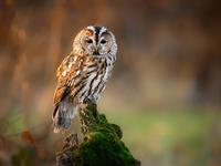 shutterstock_2587648615_owl_pūce.jpg