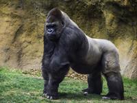 gorilla.jpg