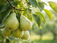 shutterstock_2725296531_pears on tree_bumbieri uz koka.jpg