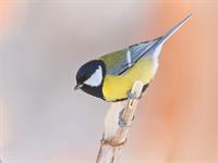 shutterstock_2486087015_great tit_lielā zīlīte.jpg