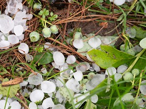shutterstock_2639486145_Hail_Krusa.jpg