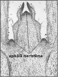 meristem.gif