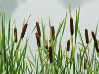 shutterstock_58742962_bulrush_vilkvālītes.jpg