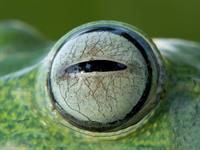Shutterstock_1104254108_frog eye_vardes acs.jpg