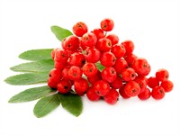 shutterstock_1827155585_rowan berries_pīlādža ogas.jpg