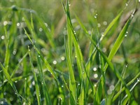 shutterstock_1936505596_grass in dew drops_rasas pilieni uz zāles.jpg