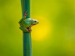 Shutterstock_2524787553_tree frog_kokvarde.jpg