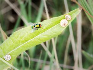 Shutterstock_1750289495_fly with snails_muša ar gliemežiem.jpg