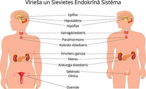 YCUZD_220818_4302_Endokrīnā sistēma_2.png