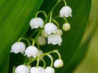 shutterstock_2166007089_lily of the valley_maijpuķītes.jpg