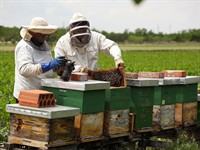 shutterstock_1755876662_beekeepers_biškopji.jpg