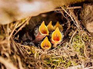 shutterstock_1118485349_baby birds in the nest_putnēni ligzdā.jpg