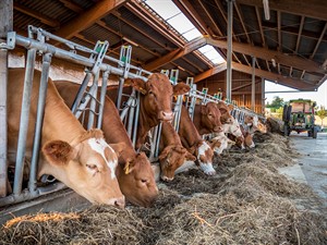 shutterstock_1287943345_cow shed_govju kūts.jpg