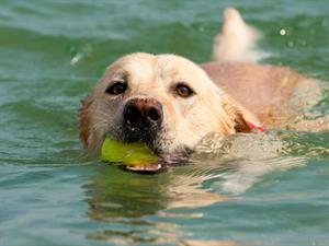 Shutterstock_114729859_dog swimming_suns peld.jpg