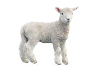Shutterstock_1658284957_lamb_jērs.jpg