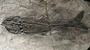 Shutterstock_2282775929_fish fossil_zivs fosīlijas.jpg