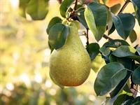 shutterstock_2531715049_pear_bumbieris.jpg