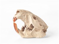 shutterstock_702384091_beaver skull_bebra galvaskauss.jpg