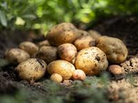 Shutterstock_2499026677_potatoes_kartupeļi.jpg