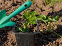 shutterstock_2521039305_strawberry plant_zemenes stāds.jpg