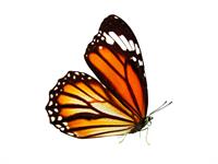 Shutterstock_1286777152_butterfly_tauriņš.jpg