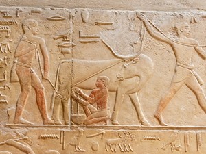 Vlad Siaber Shutterstock_ancient Egypt cows milking_govju slaukšana senajā Ēģiptē.jpg