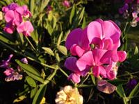 lathyrus-sylvestris-5439922_1920.jpg