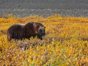shutterstock_2206018287_musk ox_muskusvērsis.jpg