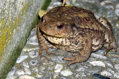 toad-405121_960_720.jpg