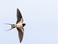 shutterstock_2085261244_swallow flying_bezdalīga lido.jpg
