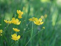shutterstock_1724323963_buttercup_gundega.jpg