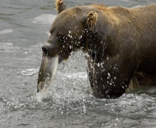 Brown_bear_eating_fish_in_river.png