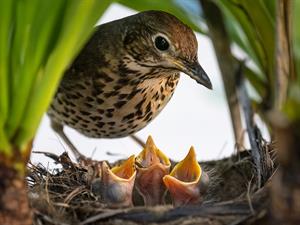 shutterstock_2240697869_bird mother with kids_putnu mamma ar bērniem.jpg