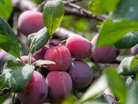 shutterstock_2496749737_plums_plūmes.jpg