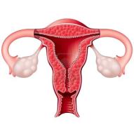 female-reproductive-system.jpg