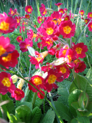 primulas.png