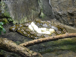 shutterstock_2293606113_python lies around its eggs_Pitone sargā savas olas.jpg